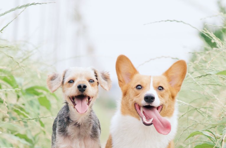 Preventing Home Dog Fights in Franklin