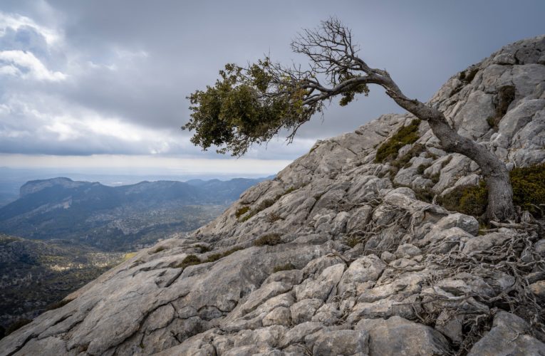 Franklin: The Importance of Resilience in Overcoming Trauma